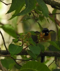 Symposiachrus trivirgatus