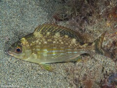 Spondyliosoma cantharus