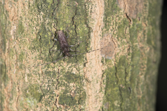 Acalolepta rusticatrix