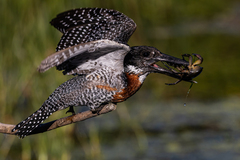 Megaceryle maxima maxima