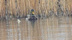 Anas platyrhynchos
