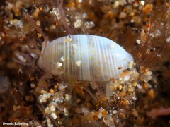 Weinkauffia macandrewii