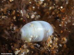 Weinkauffia macandrewii