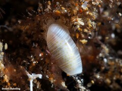 Weinkauffia macandrewii