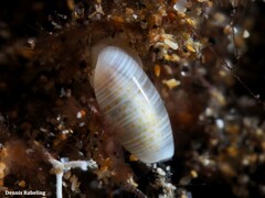 Weinkauffia macandrewii