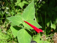 Salvia elegans