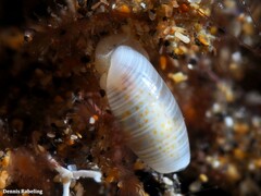 Weinkauffia macandrewii