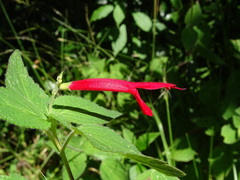 Salvia elegans