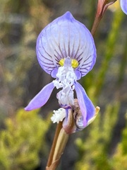 Disa venusta