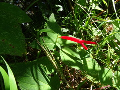 Salvia elegans