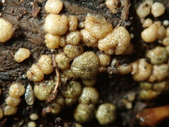 Trichoderma gelatinosum