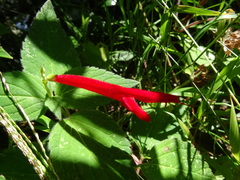 Salvia elegans