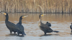 Phalacrocorax carbo
