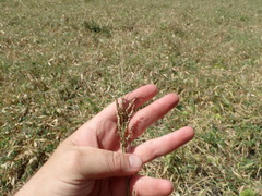 Urochloa ramosa