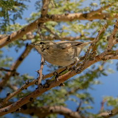 Phylloscopus neglectus