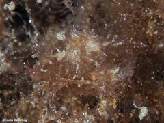 Stylocheilus polyomma