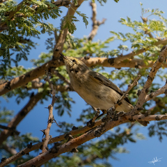 Phylloscopus neglectus