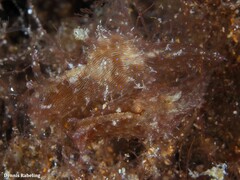 Stylocheilus polyomma