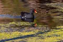 Gallinula chloropus meridionalis