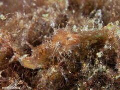 Stylocheilus polyomma