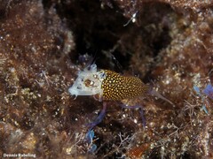 Gnathophyllum elegans