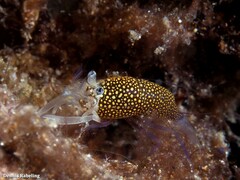 Gnathophyllum elegans