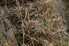 Tillandsia nana