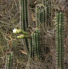 Trichocereus cuzcoensis