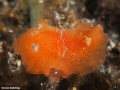 Geitodoris pusae