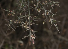 Colletia spinosissima