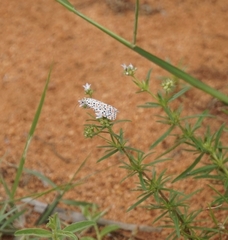Utetheisa pulchella