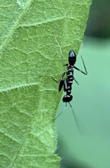 Odontomantis