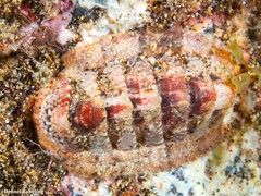 Rhyssoplax canariensis