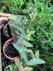 Christia vespertilionis