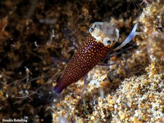 Gnathophyllum elegans