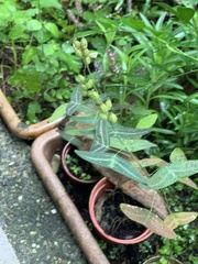 Christia vespertilionis