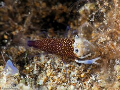 Gnathophyllum elegans