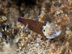 Gnathophyllum elegans