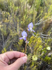 Disa venusta