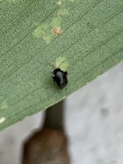 Halticini