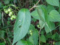 Jaltomata repandidentata