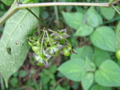 Jaltomata repandidentata