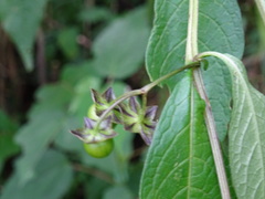 Jaltomata repandidentata