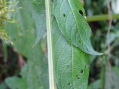 Jaltomata repandidentata