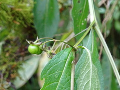 Jaltomata repandidentata