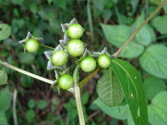 Jaltomata repandidentata