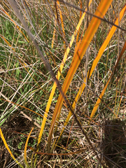 Libertia peregrinans