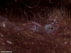 Hippolyte leptocerus