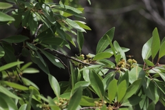 Archimantis latistyla