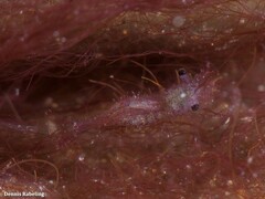 Hippolyte leptocerus